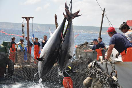 Momento de la captura de atunes rojos