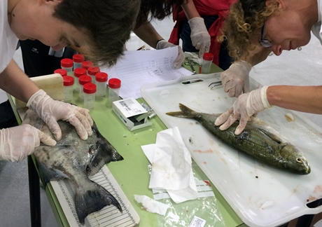 Pesca submarina Gijón