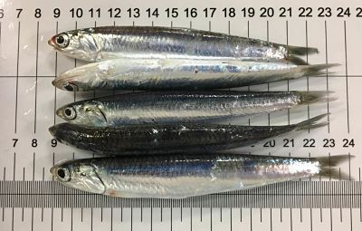 Ejemplares de anchoa (Engraulis encarasicolus)