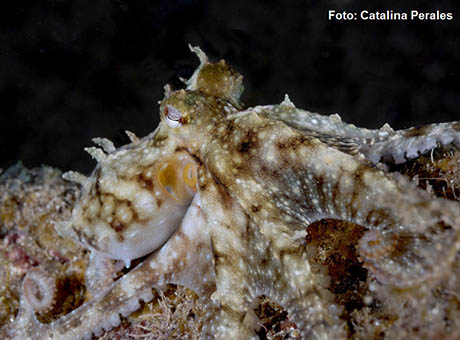 Expertos europeos se reúnen en Canarias para evaluar el estado de las poblaciones de cefalópodos