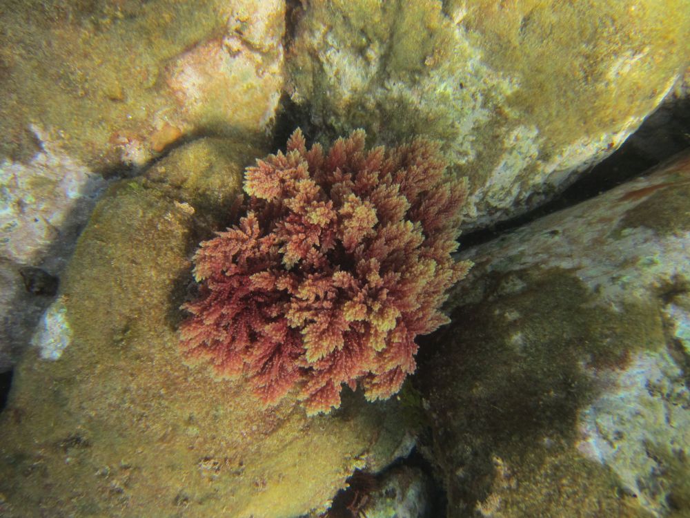 Ejemplar del alga invasora Asparagopsis taxiformis en aguas costeras. © Lydia Png (COB, IEO-CSIC)
