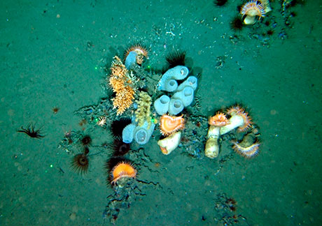 Corales, esponjas y otras especies de especial interés para la conservación filmadas en El Cachucho