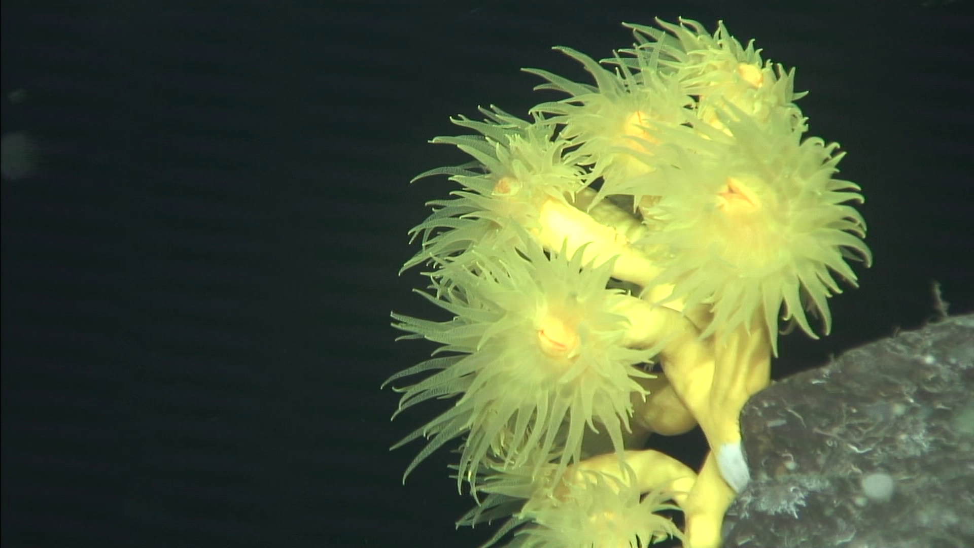 El coral amarillo Dendrophyllia cornigera es una de las especies más típicas del circalitoral inferior y del batial superior de Canarias © ROV Liropus 2000, Grupo Áreas Marinas Protegidas, C.O. Canarias, IEO, CSIC