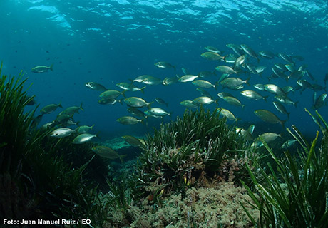 Las praderas marinas más profundas tienen mayor sensibilidad al cambio climático