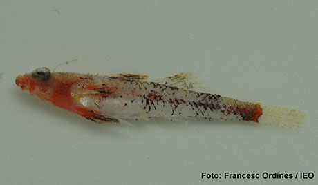 Nueva especie de pez en los fondos de algas rojas de Baleares