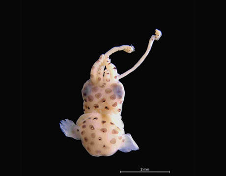 Larvas de cefalópodos en el Mediterráneo 