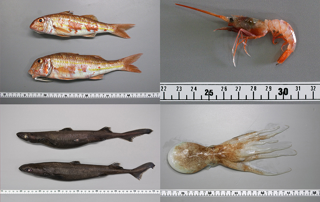 Algunas de las especies que se analizarán durante el proyecto ECOFUN. Autor: Antonio Punzón (C.O. de Santander - IEO)