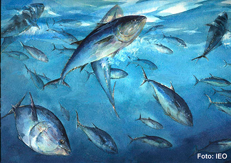 Un nuevo sistema de predicción permite identificar la distribución de las zonas de reproducción del atún rojo
