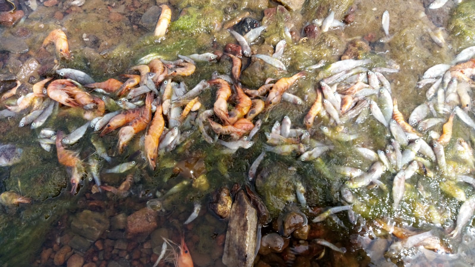 Crustáceos y peces muertos en la orilla del Mar Menor.