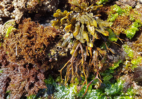 Ejemplar del alga parda Fucus guiryi (derecha) en punta Calaburras.