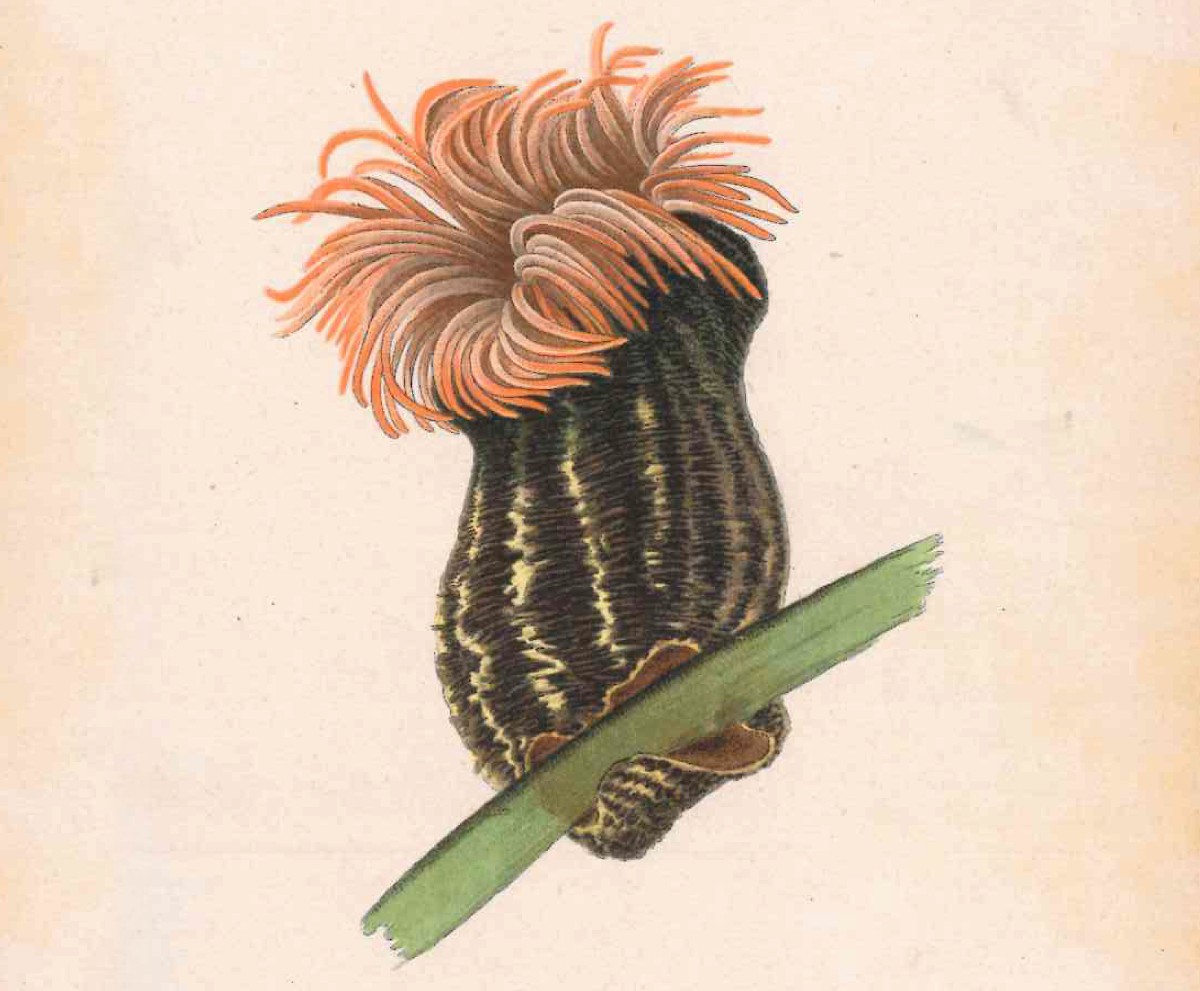 Anémona de mar retratada en 1905 por Luisa de la Vega, ilustradora que da nombre a la categoría de Illustraciencia dedicada a las ciencias del mar. Anémona de mar retratada en 1905 por Luisa de la Vega, ilustradora que da nombre a la categoría de Illustraciencia dedicada a las ciencias del mar.