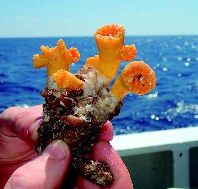 Coral amarillo (Dendrophyllia cornígera) E. Guijarro