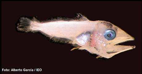 Larva de atún rojo