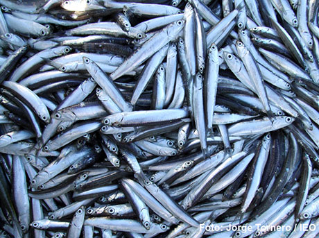 Ejemplares de anchoa capturados en el golfo de Cádiz
