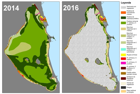 Mapa del antes y el después de la distribución de las praderas marinas del Mar Menor