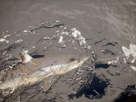 Recaptura de un tiburón marcado (Foto: David Espino)