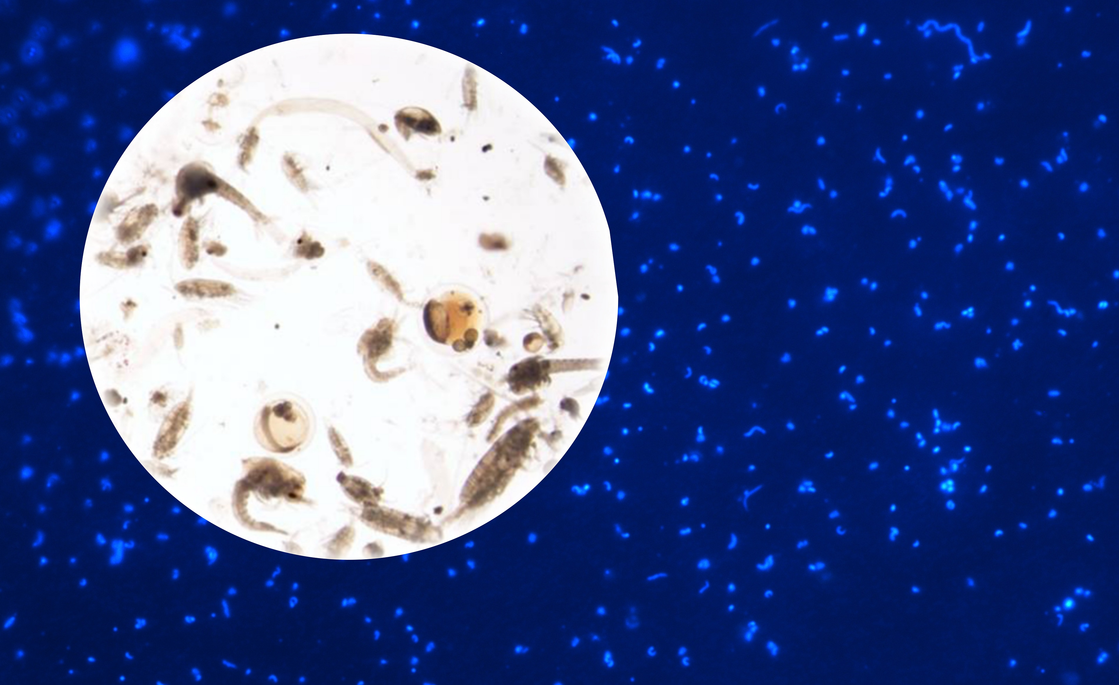 Las excreciones del zooplancton son una extraordinaria fuente de materia orgánica para las bacter...