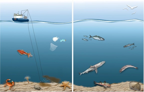 Ilustración que muestra los cambios en el ecosistema en un escenario con y sin regulación de la pesca