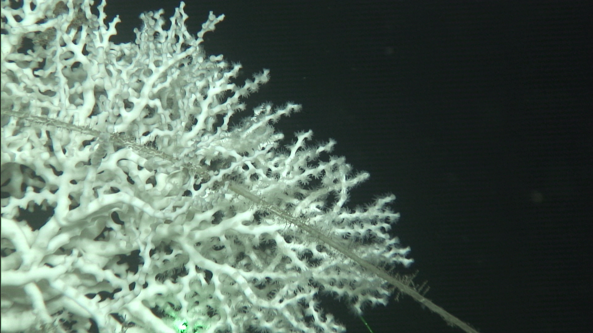 Línea de palangre sobre una colonia de coral blanco. Foto: IEO