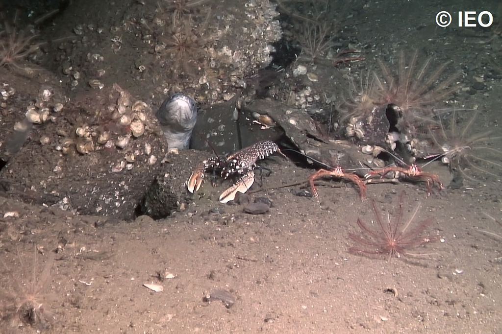 Imagen tomada con el ROV Liropus que muestra cuatro especies demersales típicas de la zona circalitoral del Mar Cantábrico: congrio (Conger conger), arañas (Munida spp.), bogavante (Homarus gammarus) y lirios de mar (Leptometra celtica)