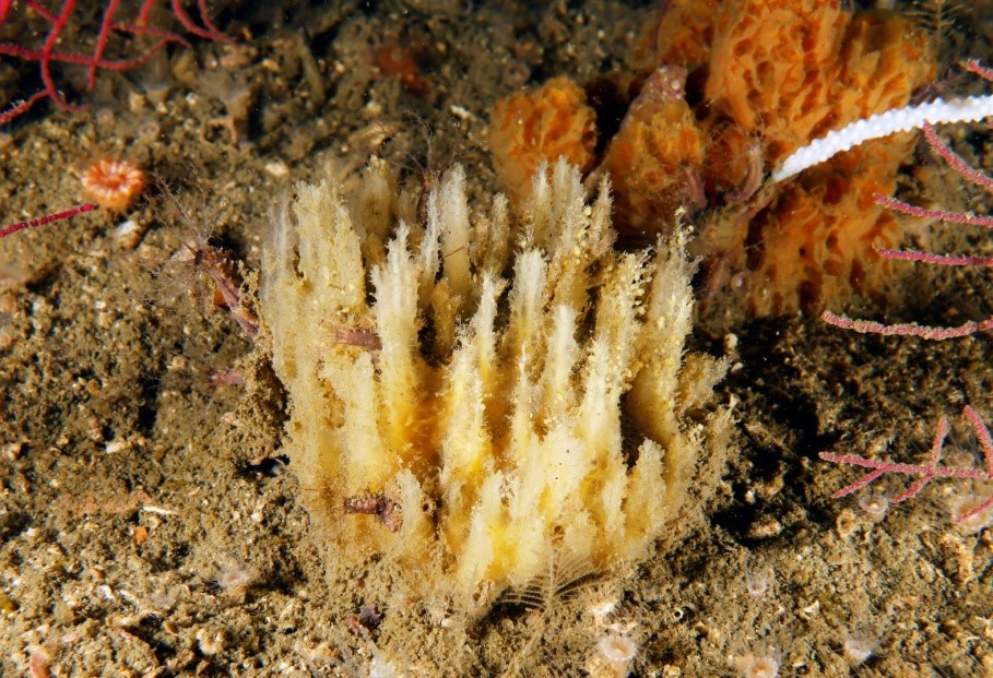 Descubierta una especie nueva de esponja para la ciencia en aguas de Galicia