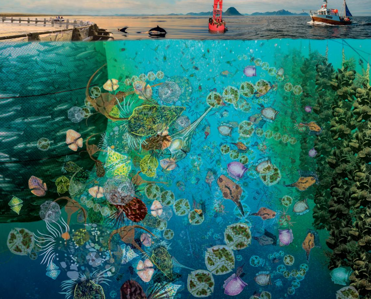 Composición artística que muestra especies de mixoplancton y algunas de sus implicaciones en el ecosistema. Foto: Aditee Mitra / www.mixotroph.org