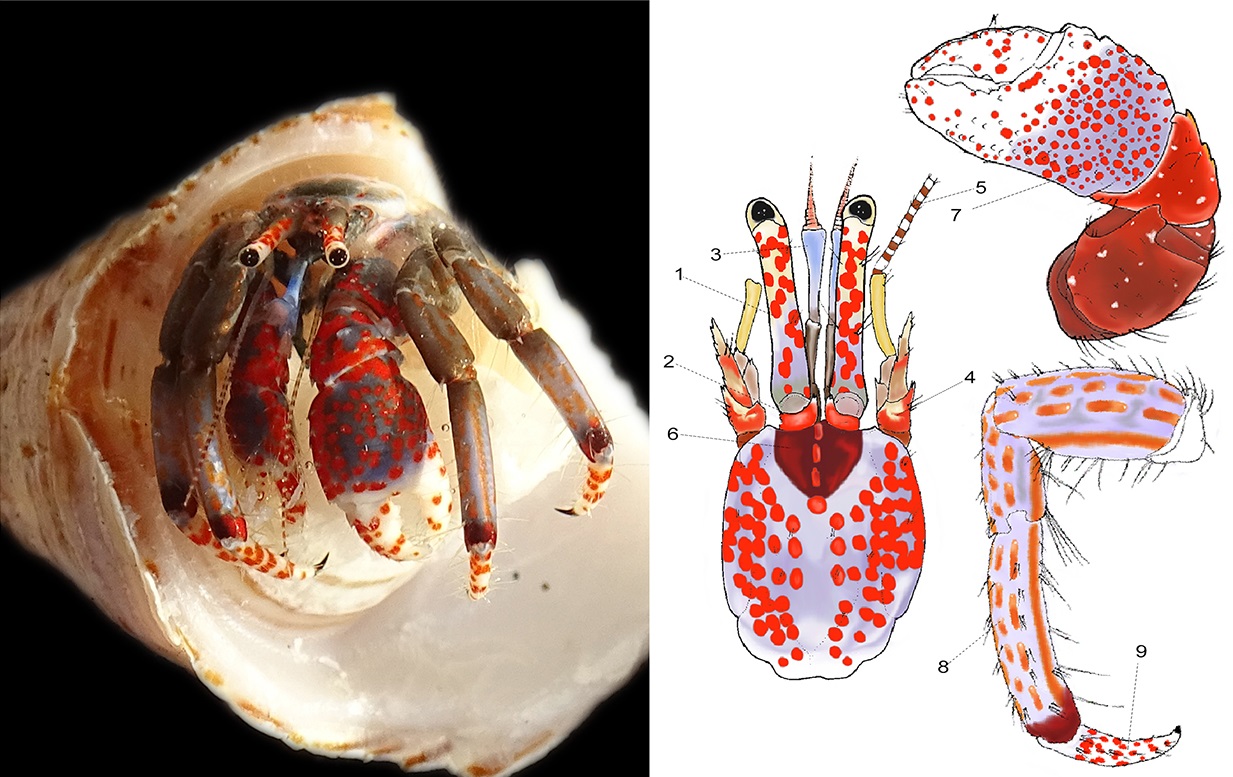 Una nueva herramienta permite identificar especies de cangrejo ermitaño en base a patrones de col...