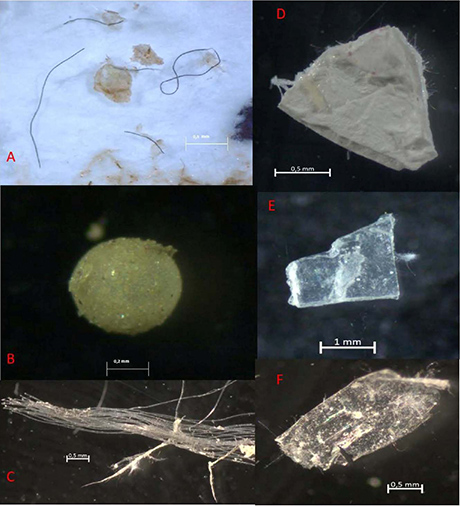 Microplásticos en muestras de sedimentos en las Rías Baixas. (A) fibras (B) microperlas (C) filamento (D) lámina de pintura (E) fragmento transparente (F) película transparente
