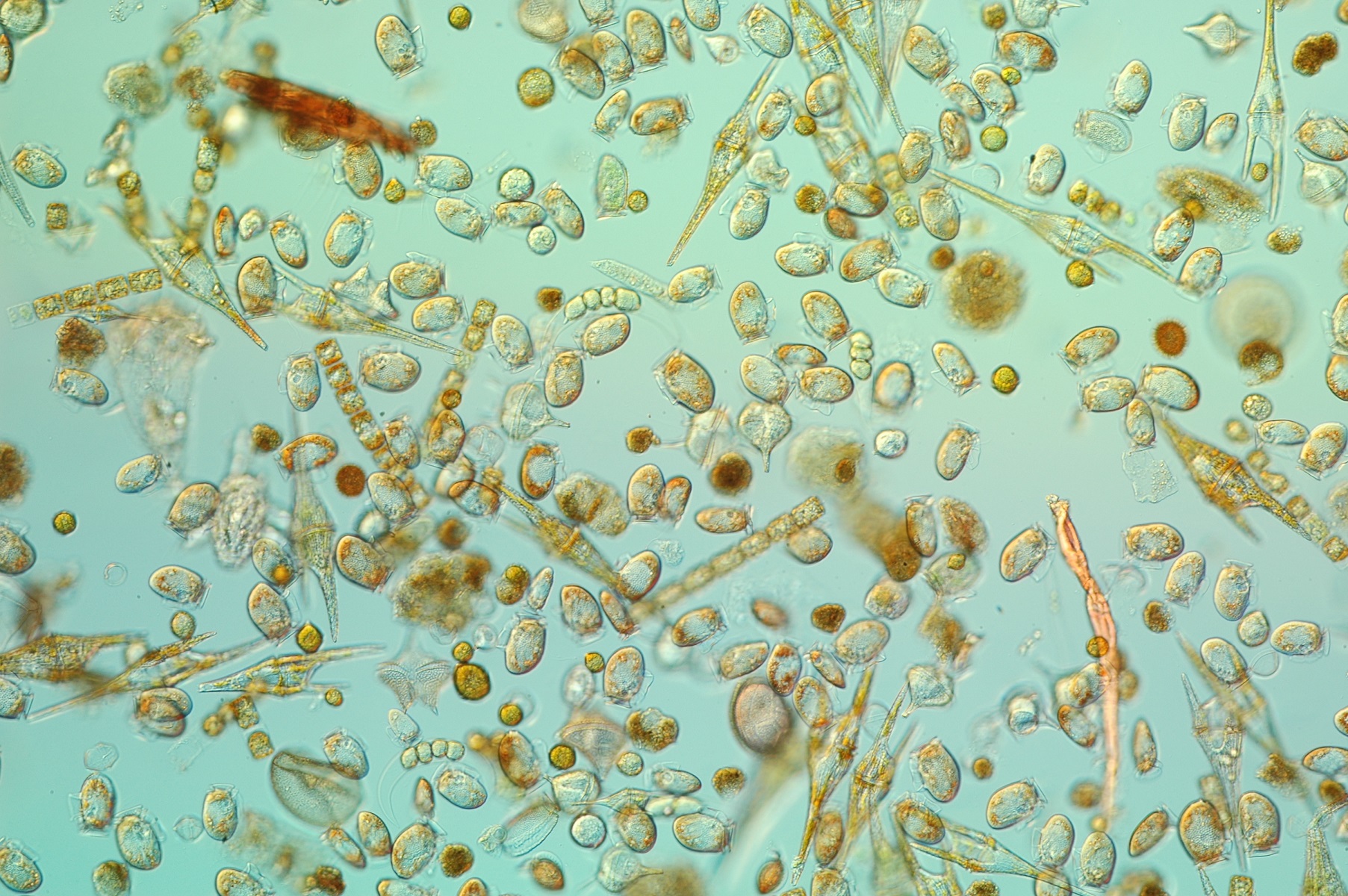 La microalga tóxica Dinophysis acuminata adapta su ciclo vital al sistema de afloramiento de las ...