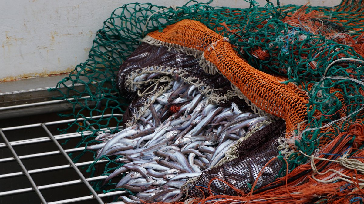El IEO y el MAPA inician la campaña ‘Pelacus 0324’ para estudiar la sardina y otros pequeños pelá...
