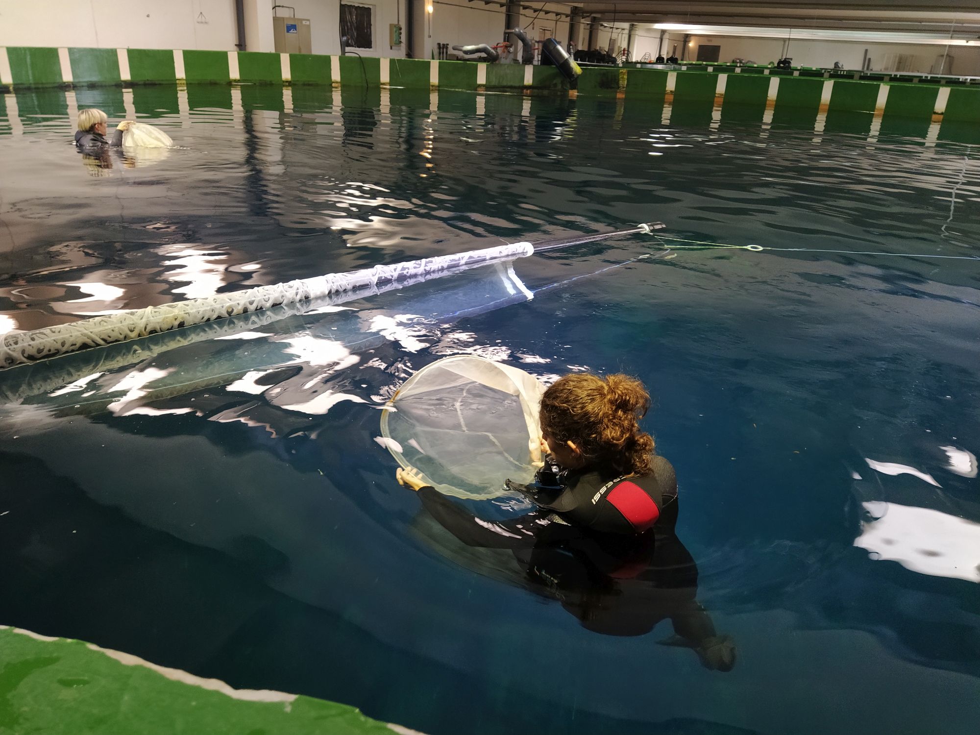 El IEO consigue por primera vez a nivel mundial la reproducción del atún rojo en instalaciones en...