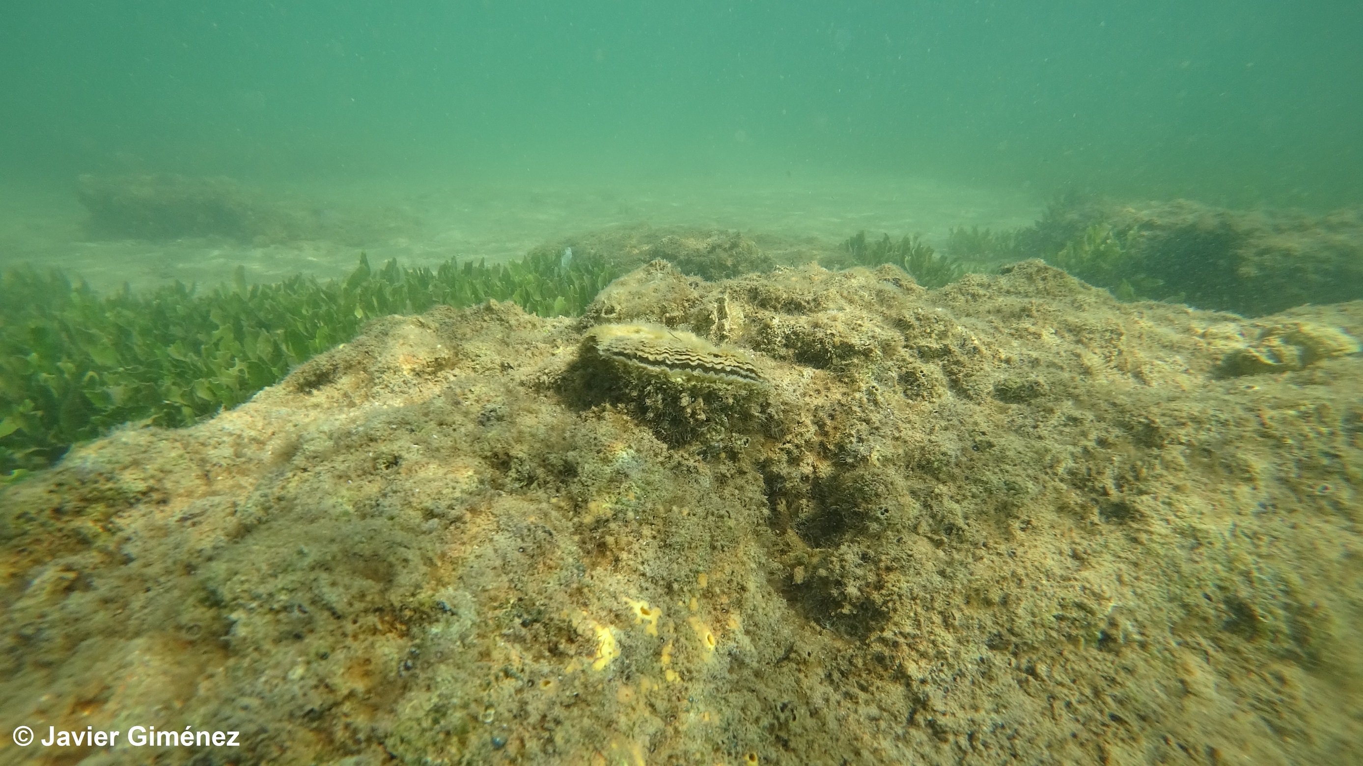 Ejemplar de ostra plana en el Mar Menor