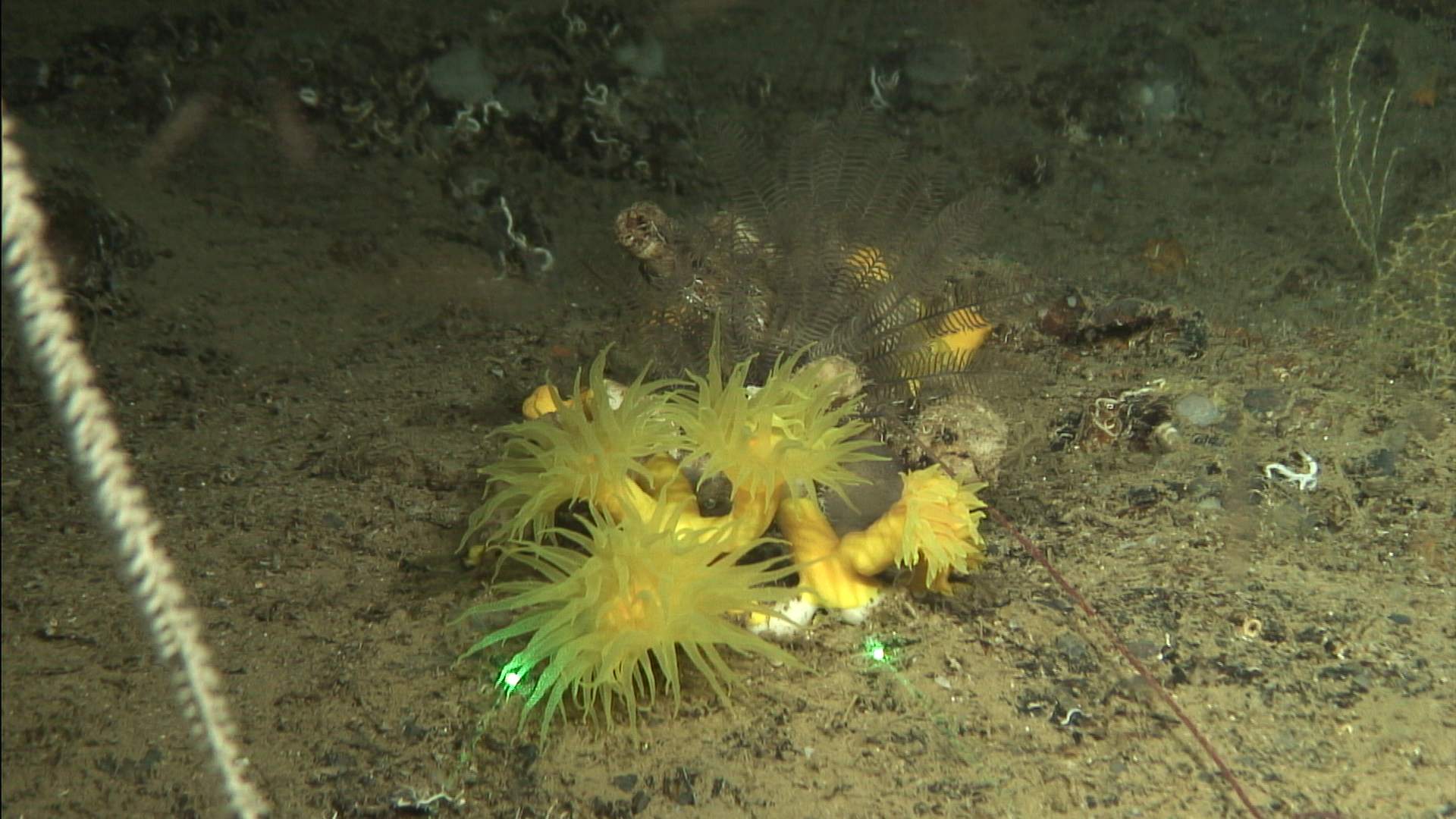 Coral amarillo (Dendrophyllia cornigera) fotografiado en el curso de una de las campañas realizadas por el equipo INTEMARES Murcia compuesto por investigadores del IEO y la Universidad de Alicante