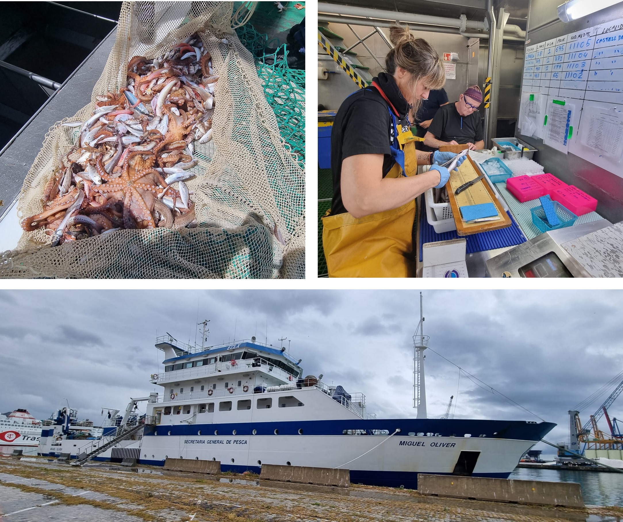 A bordo del buque Miguel Oliver el equipo científico trabaja para estimar la abundancia y estructura poblacional de las especies objetivo de la pesquería de arrastre del Mediterráneo.