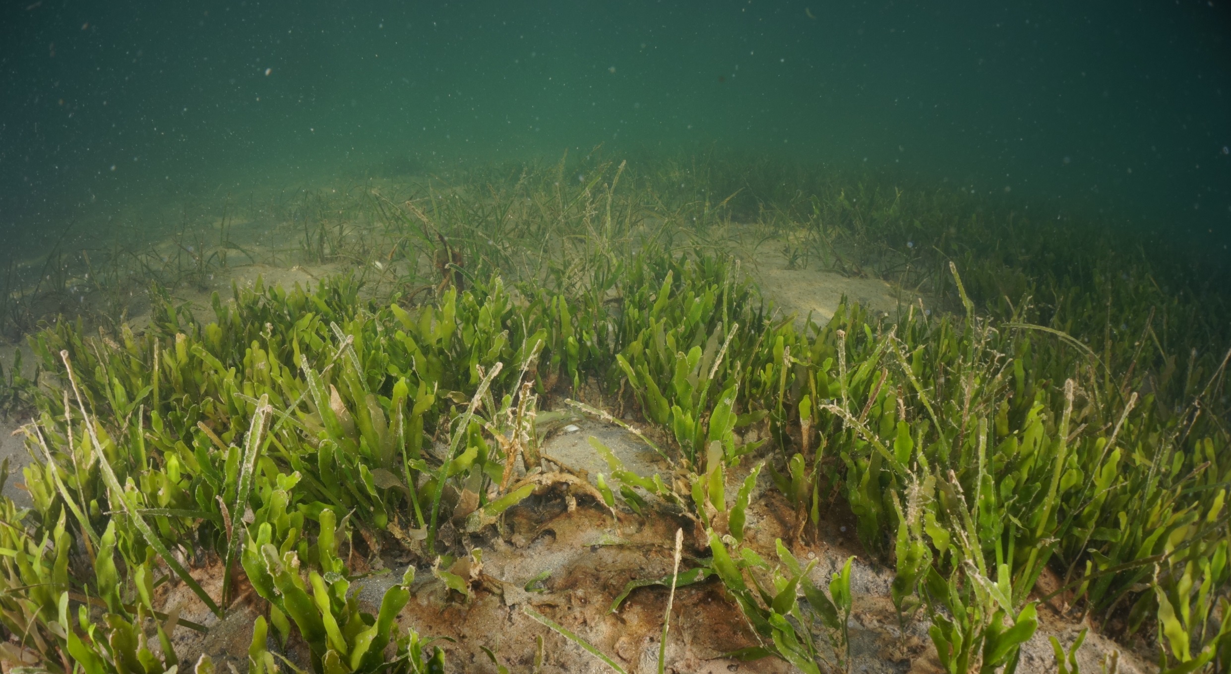 Un nuevo proyecto del IEO busca entender las transformaciones del nitrógeno en el Mar Menor