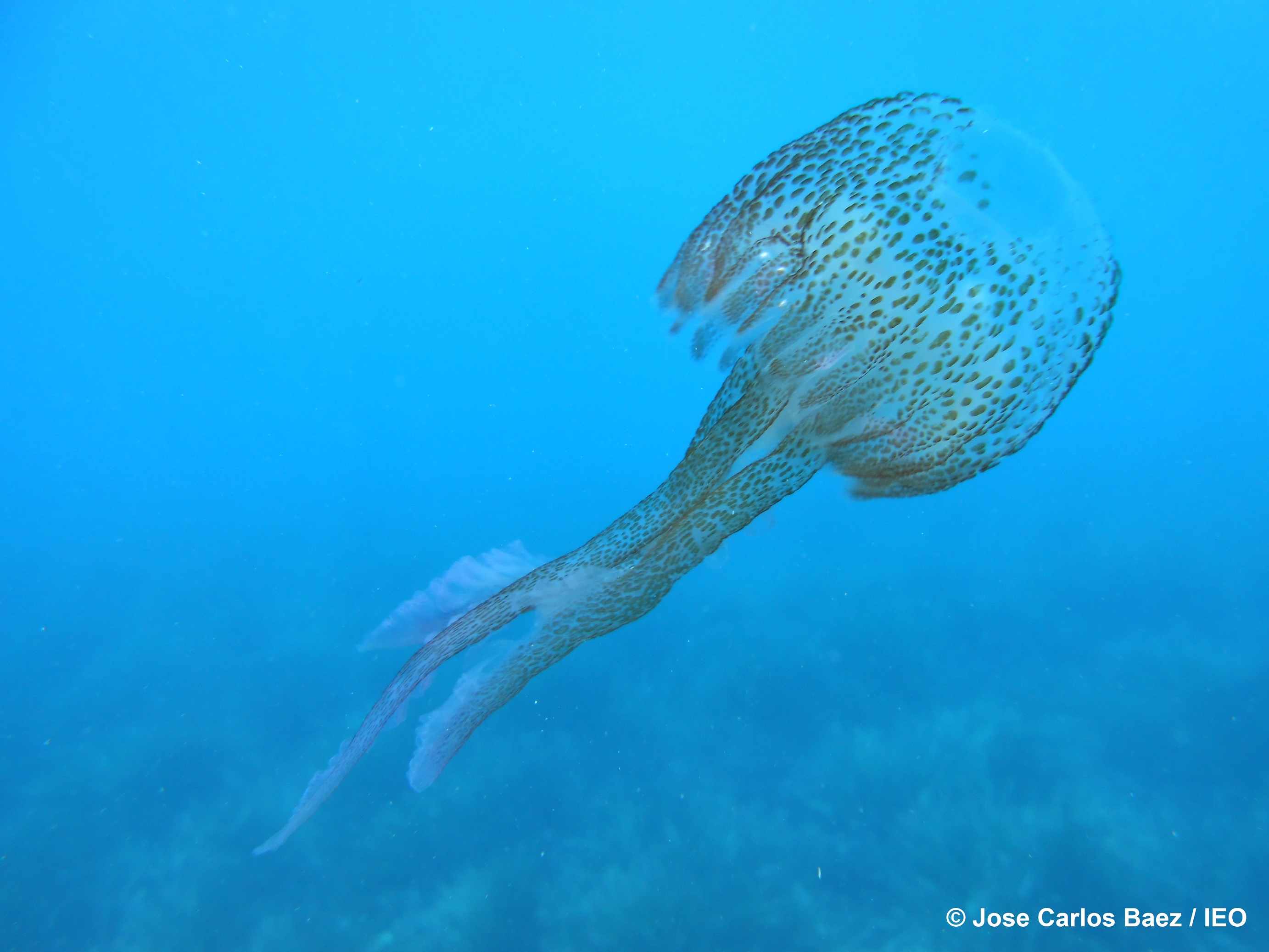 Ejemplar de la medusa Pelagia nocticula, muy abundante en el Mediterráneo