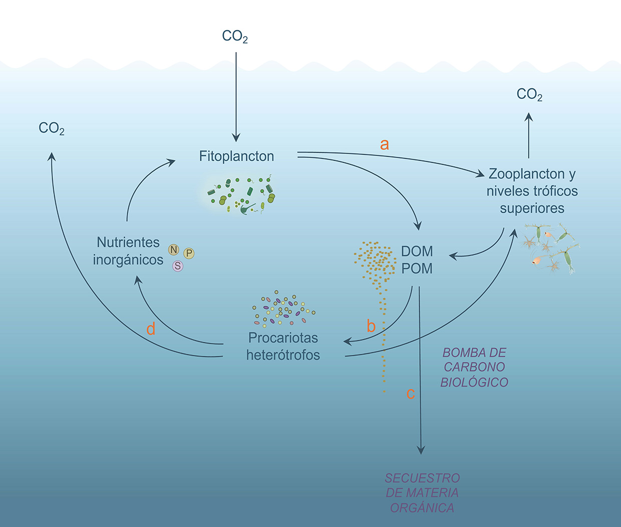 La red trófica microbiana y el ciclo del carbono. © Cati Mena (COB-IEO)