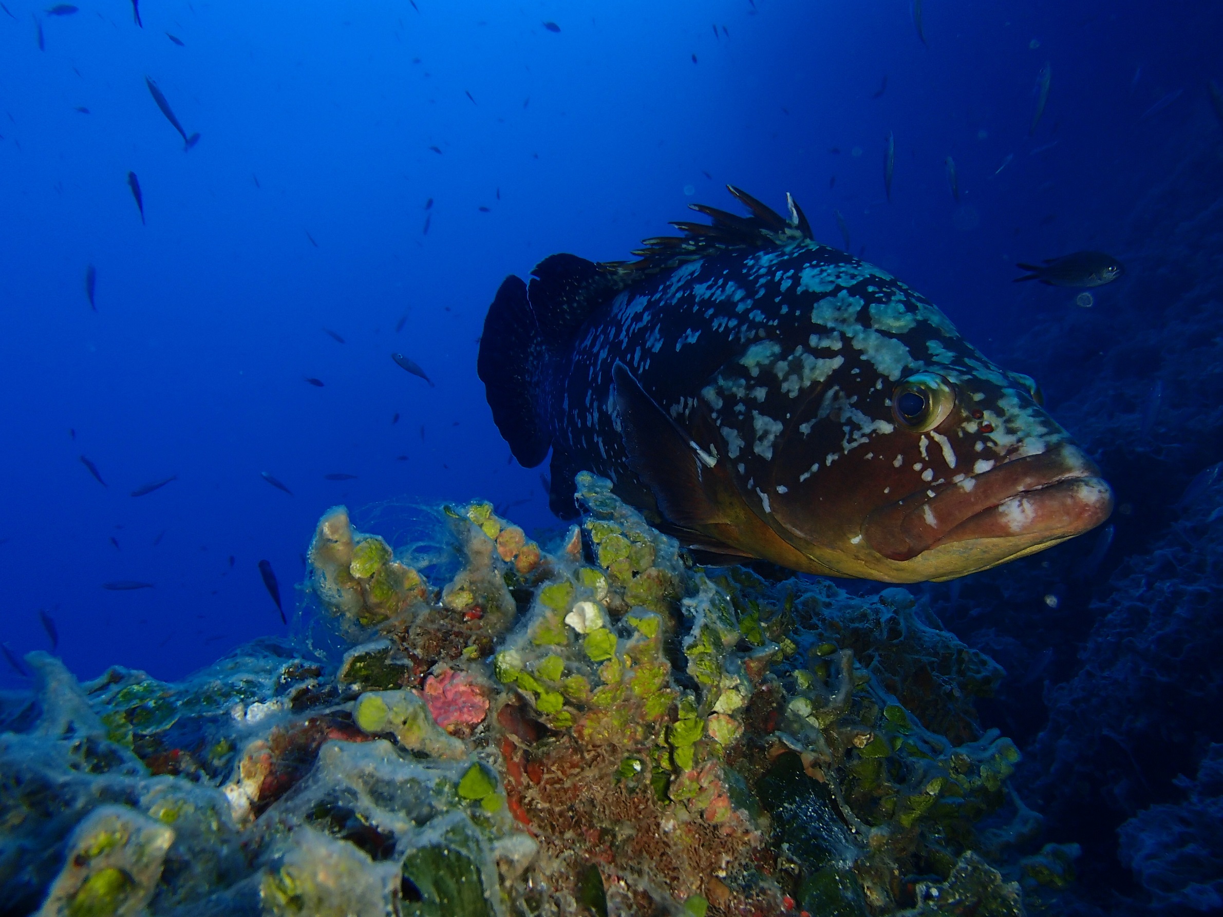 Las reservas marinas favorecen la recuperación de especies sedentarias como el mero, pero no de o...