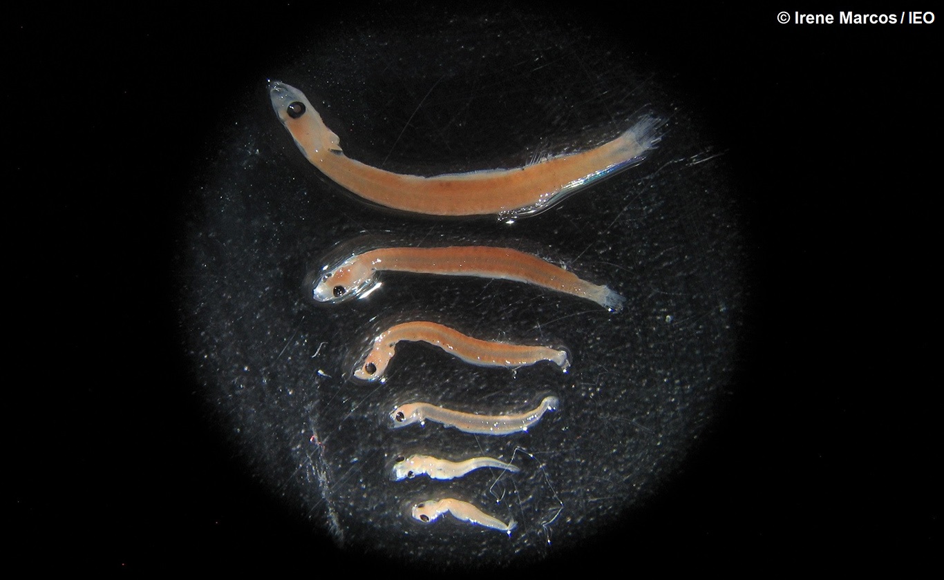 Larvas de boqueron en diferentes etapas de crecimiento vistas a la lupa / Irene Marcos