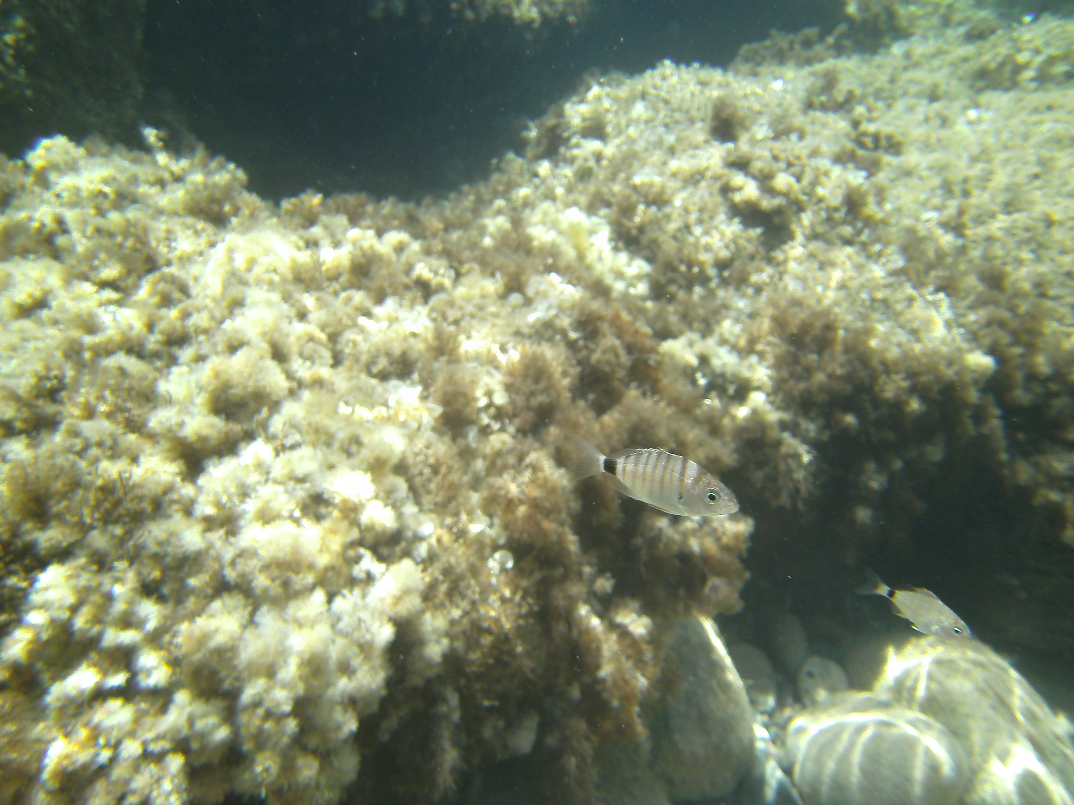 La presencia de algas en las calas resulta esencial para el desarrollo de los juveniles de sargo