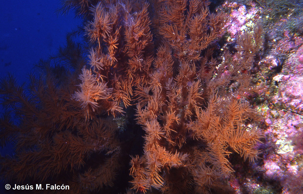 Corales negros (Antipathella wollastoni) en los fondos marinos del litoral de Lanzarote. Foto: Jesús Falcón / IEO
