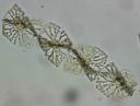 Helicotheca.jpg -