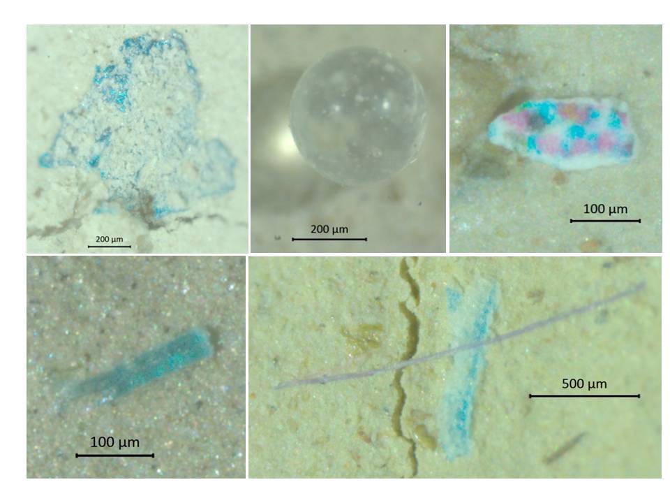 Diversos tipos de microplásticos encontrados en los sedimentos