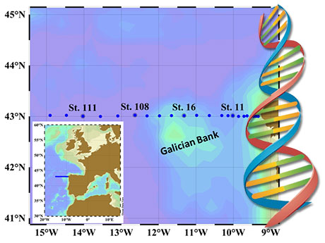 Gran diversidad y potencial metabólico de los microorganismos en las profundidades marinas de Gal...