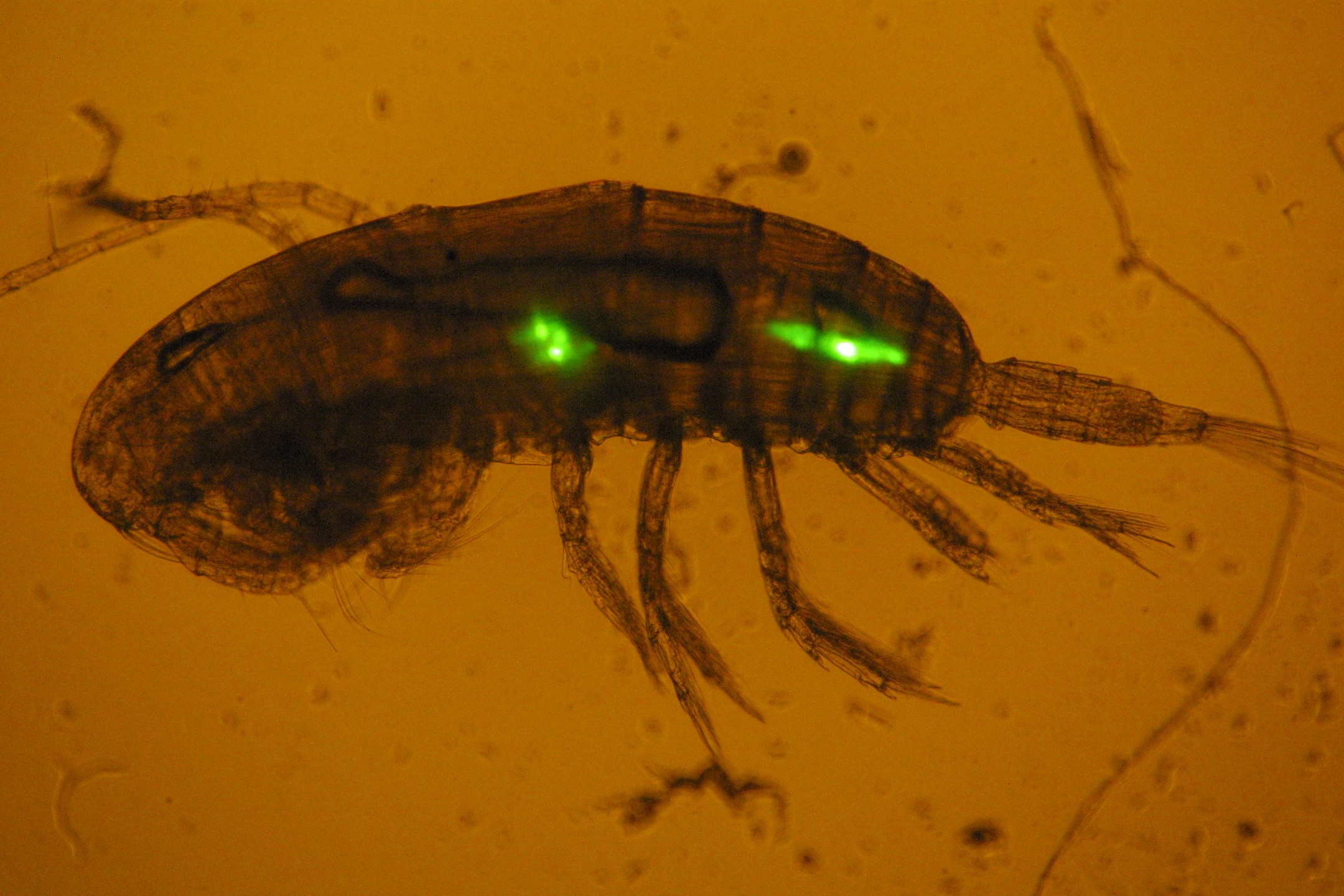 Partícula de microplástico ingerida por un copépodo  © Valentina Fagiano. Centro Oceanográfico de Baleares (IEO, CSIC)