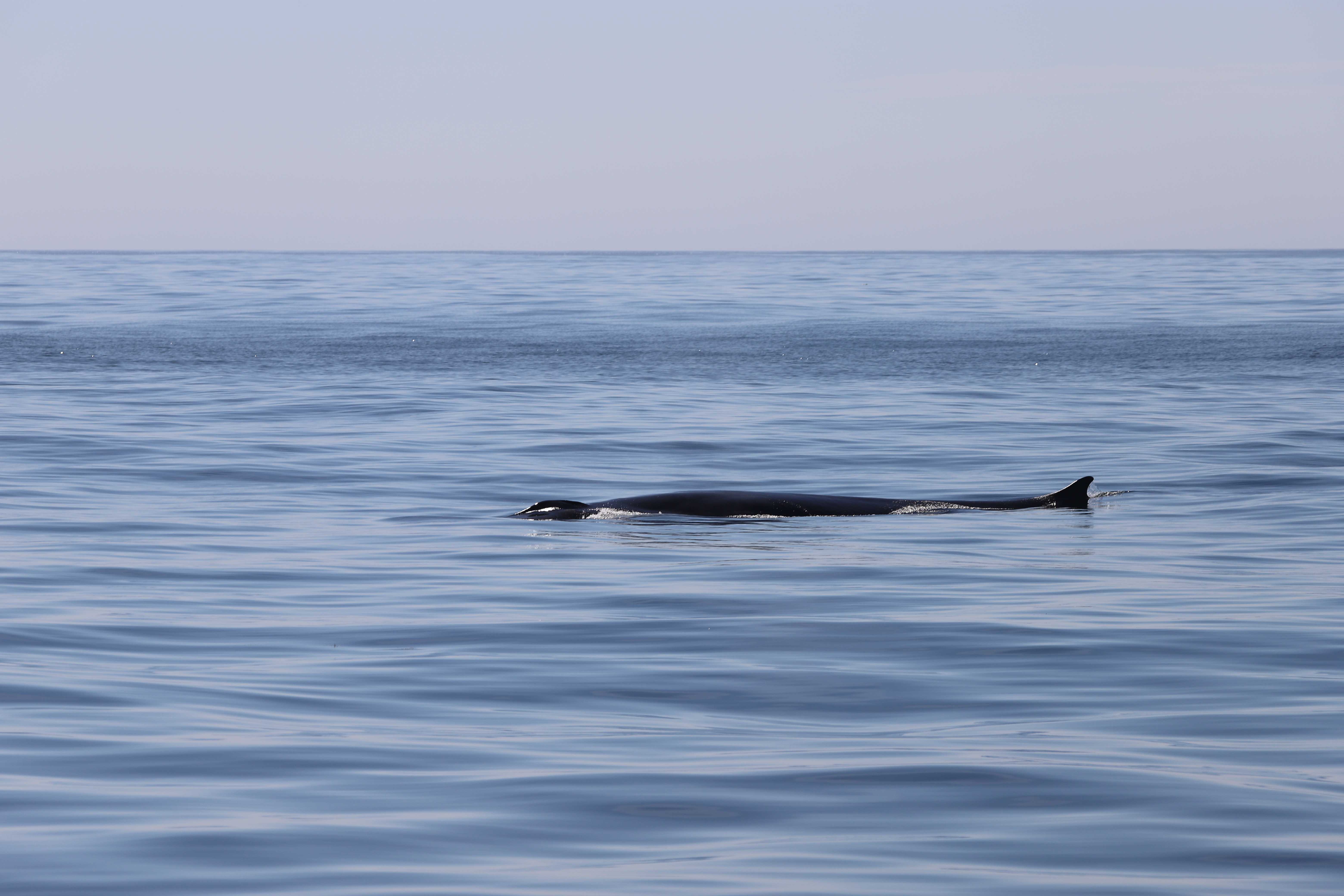 Lomo de un rorcual común de más de 20 metros, apenas visible mientras avanza en superficie, dejando escasas señales visuales de su presencia © Paula Gutiérrez (IEO, CSIC)