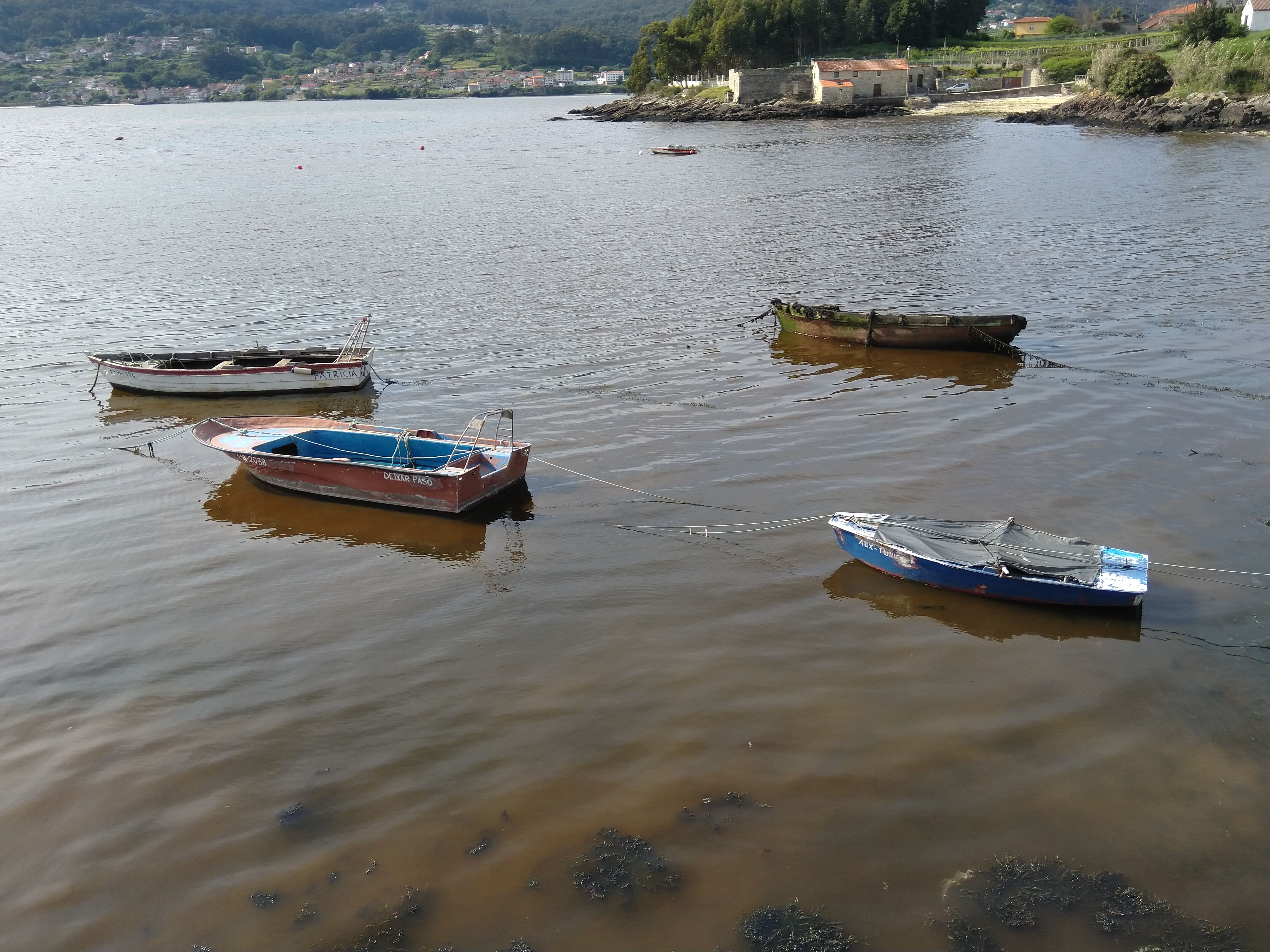Floración de Alexandrium minutum en Campelo, (Pontevedra) en 2023 © Begoña Ben (IEO, CSIC)