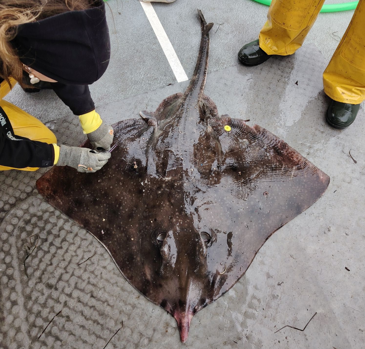 El objetivo de PROMETHEUS es detener el declive de las poblaciones de elasmobranquios amenazados mediante la reducción de las capturas accidentales y potenciando pesquerías más sostenibles. © Centro Oceanográfico de Baleares (IEO, CSIC)