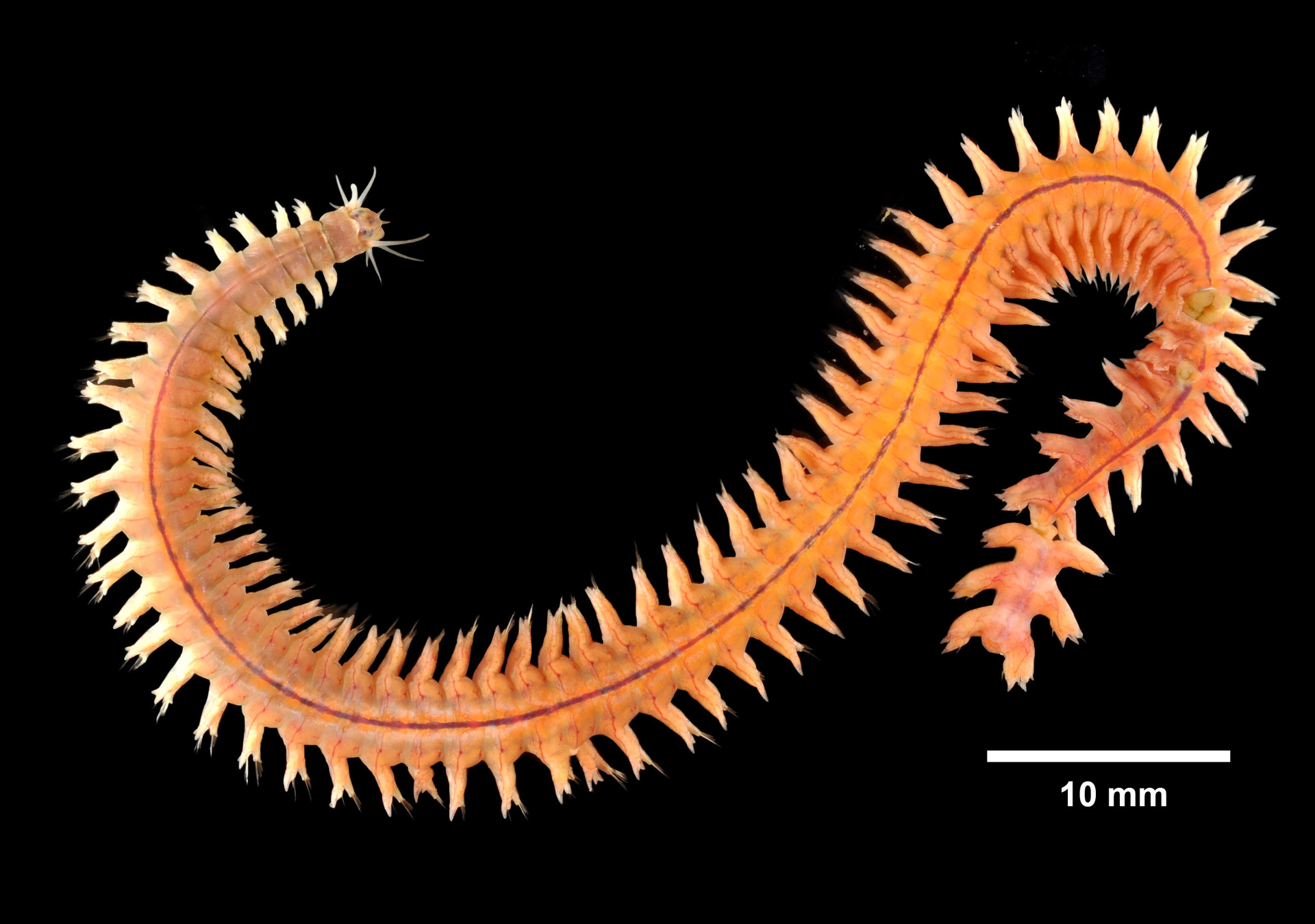Hediste diversicolor —conocido como “gusano de trapo” o ragworm— es un pequeño poliqueto detritívoro que se alimenta de materia orgánica en descomposición y constituye un alimento de gran interés para especies de alto valor como camarones y peces planos. | © CC0 Ikusi Baldintzak Hediste diversicolor —conocido como “gusano de trapo” o ragworm— es un pequeño poliqueto detritívoro que se alimenta de materia orgánica en descomposición y constituye un alimento de gran interés para especies de alto valor como camarones y peces planos. | © CC0 Ikusi Baldintzak