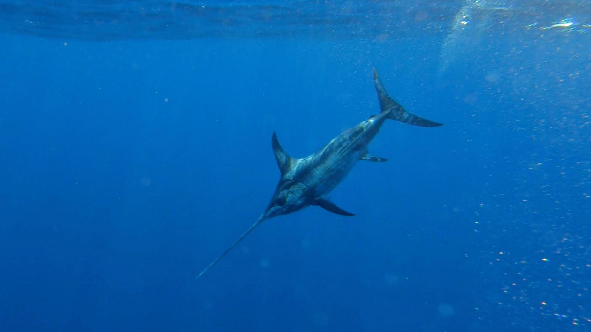 Ejemplar de pez espada en aguas del mar Balear © Capt. Vince Riera